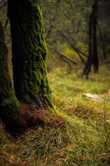 Beautiful autumn in the forest during the rain. Clean and fresh oxygen. 
