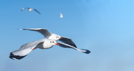seagulls flying in the blue sky. seagull fly.