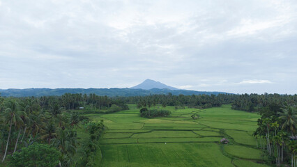 Fototapeta premium Rice fields in the countryside