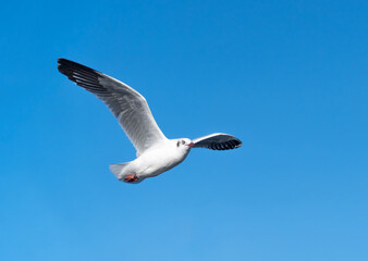 seagull flying. seagull isolated on blue sky background.