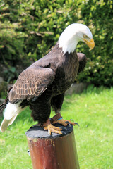 A close up of an American Bald Eagle