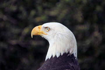 Fototapeta premium A close up of an American Bald Eagle