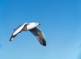 Fototapeta na wymiar seagull flying. seagull isolated on blue sky background.