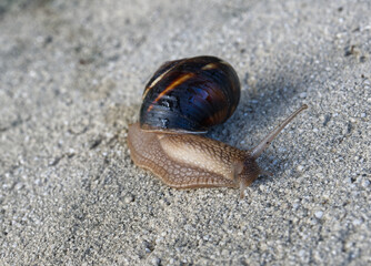 Closeup of a snail (helicella) crawling on gray concrete 