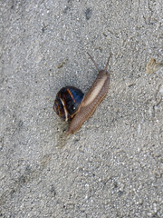 Closeup of a snail (helicella) crawling on gray concrete 