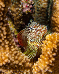 Leopard blenny