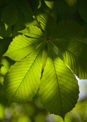 Horse Chestnut leaf