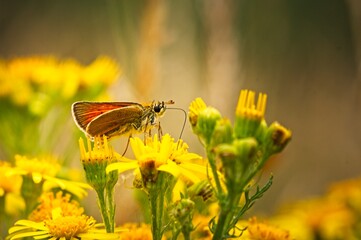 Skipper Butterflys in the summer
