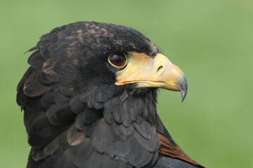 A portrait of a Bateleur against a green background
