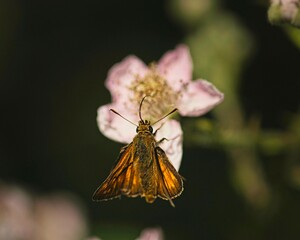 Skipper Butterflys in the summer