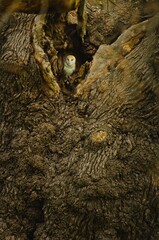Barn Owl in a Hole
