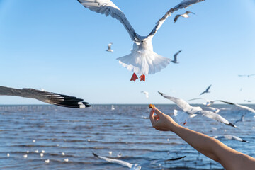 Close-up of fly bird, seagull, picking food from woman hand. Feeding food to bird at sea. The hand of the person who filed the food to the seagulls flying hover come around to eat.