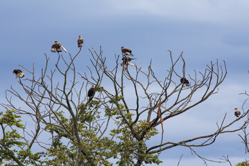 Brazilian bird of prey known as 