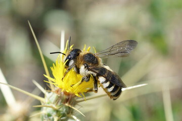 Close up of a large colorful female white sectioned leafcutter bee, Megachile albisecta on a yellow Centaurea solstitialis flower