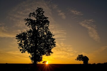 sunset and tree