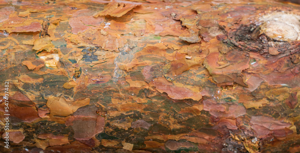 Poster panoramic photo texture of the pine bark. image of a tree bark texture. pine bark texture. old cedar
