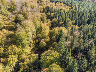 Mixed forest in autumn. Aerial view
