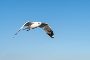 single seagull flying in blue sky background.