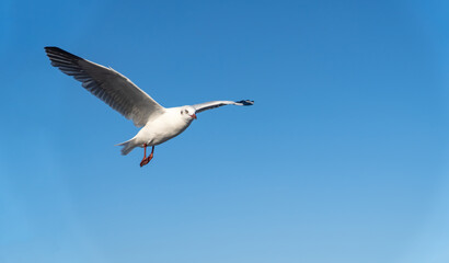 single seagull flying in blue sky background.