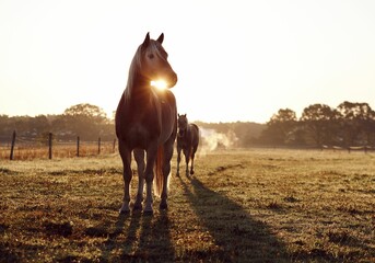 Beautiful shot of horses grazing under the sun on a rural field
