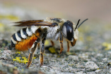 Closeup of a colorful large female white sectioned leafcutter bee, Megachile albisecta