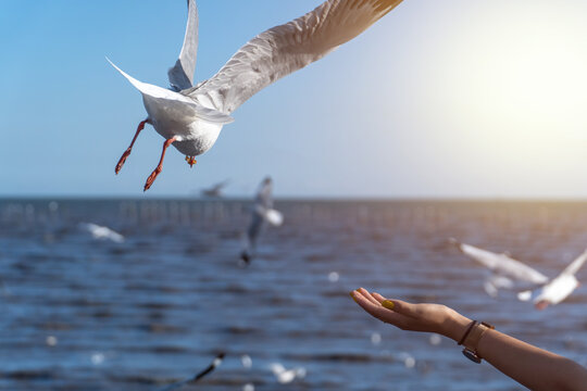 fly bird, seagull, picking food from woman hand. Feeding food to bird at sea. The hand of the person who filed the food to the seagulls flying hover come around to eat.