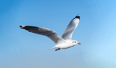 seagull flying. seagull isolated on blue sky background. clipping path.