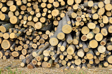 Sawn wood is stacked in woodpile. Wall of old wooden logs with cracked ends. Beautiful pattern of annual rings on the cut of tree. Background. Selective focus.