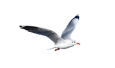 seagull flying. seagull isolated on white background. clipping path.