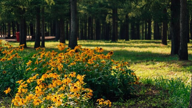 Mesmerizing shot of yellow flowers with green trees and grass in the background