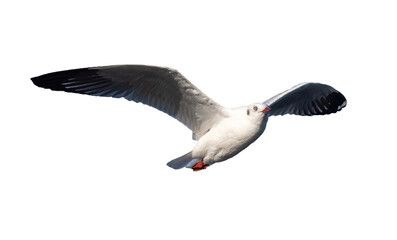 seagull flying. seagull isolated on white background. clipping path.