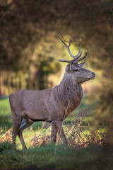 Young male deer with half grown antlers