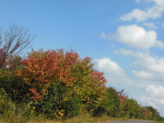 Naklejka premium 紅葉