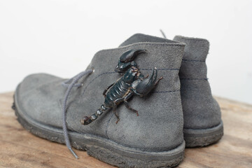 Shoe island scorpion, dangerous in rainy season
