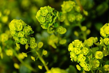 Fototapeta premium Selective focus shot of yellowish-green sun spurge plants in the garden in UK