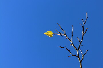 Last leaf on the tree