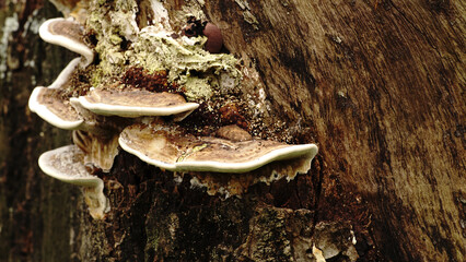 Trametes gibbosa or lumpy bracket mushroom, bright brown and white on the edges, grows on decaying hardwood.