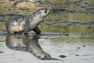Obraz premium junger antarktischer Seebär / antarktische Pelzrobbe (Arctocephalus gazella) in Südgeorgien spiegelt sich im flachen Wasser in seiner natürlichen Umgebung 