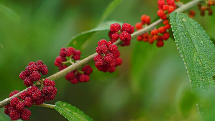 The fruit of Debregeasia longifolia or Orange wild rhea or Totongoan is red when it is ripe. It is a sparsely hairy erect shrub in the family Urticaceae.