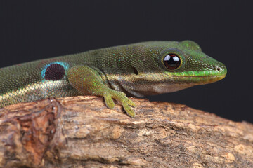 A portrait of a Peacock Day Gecko on the branch of a tree
