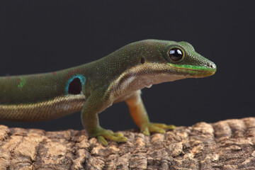 A portrait of a Peacock Day Gecko on the branch of a tree
