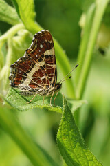 Vertical closeup on the map buterfly, Araschnia levana, sitting with closed wings in the grass in the field