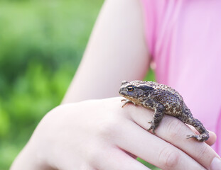 A little green frog in a child's hand.
