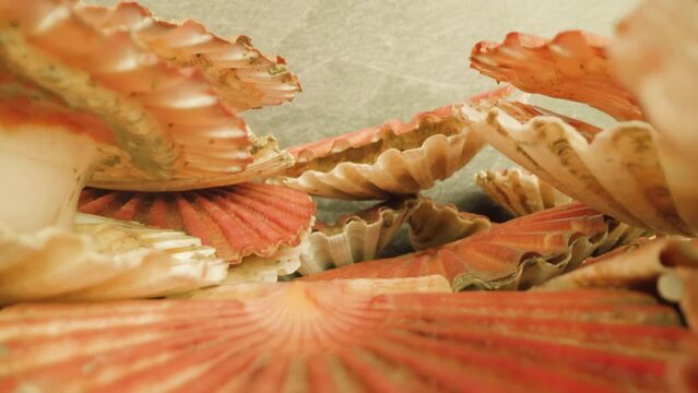 Pink-colored thin shells of live sea bivalve mollusks lying in big pile on table surface against beige wall in light studio macro