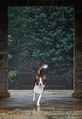 Border Collie