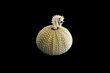 Beautiful textured sea urchin shell with a seahorse skeleton isolated on a black background © Km/Wirestock Creators