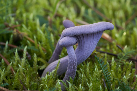 Edible mushroom Laccaria amethystina under pine tree. Known as amethyst deceiver. Wild purple mushrooms growing in the moss.
