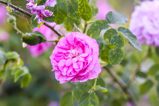 Pink roses in the garden. Decorative garden plants blooming outdoors