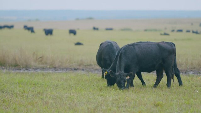 Black cow grazes in a pasture. Animals and nature concept. Black cows grazing in rural countryside. Selective focus.