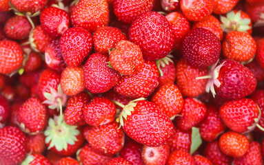 Red ripe strawberries. Fresh organic berries for healthy eating.